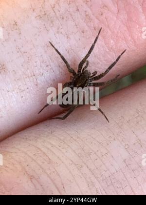 Vancouver dünnbeinige Wolfsspinne (Pardosa vancouveri) Stockfoto
