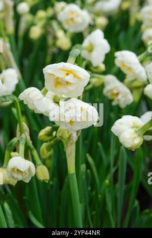 Narcissus Bridal Crown, doppelte Narzissen, cremeweiße Doppelblumen, zitronig-orange Zentren. Stockfoto