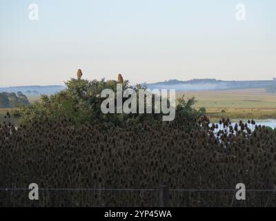 Chimango Caracara (Daptrius chimango) Stockfoto