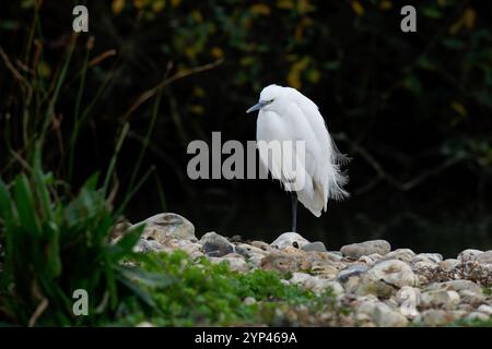 Kleiner Egret - Egretta Garzetta. Herbst Stockfoto