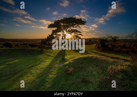 Sonnenuntergang über einer einsichigen Kiefer am Bratley View im Herbst im New Forest National Park in Hampshire, England, Großbritannien Stockfoto