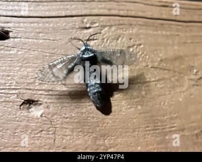 Kleine Carpenterworm Motte (Prionoxystus macmurtrei) Stockfoto