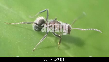 Kompakte Carpenter-Ameise (Camponotus planatus) Stockfoto