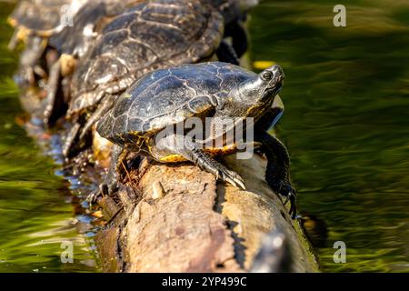 Rotohr-Slider-Schildkröte-Basking Stockfoto