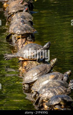 Gruppe Schildkröten, die sich auf einem Baumstamm sonnen Stockfoto
