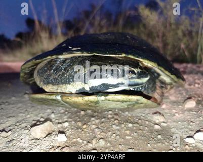 Williams' südamerikanische Seitenhals-Schildkröte (Phrynops williamsi) Stockfoto