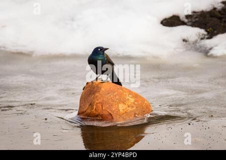 Gewöhnlicher Grackle auf Icy Rock Stockfoto