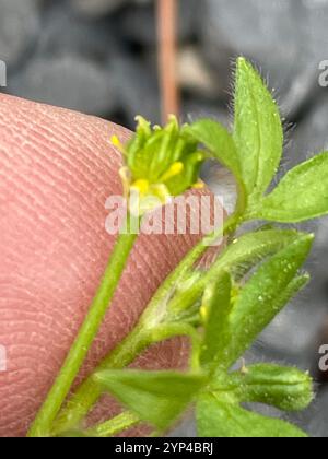 Kleinblumenkerl (Ranunkulus parviflorus) Stockfoto