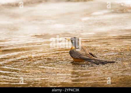 Frühjahrs-Robin-Baden im Icy Pool Stockfoto