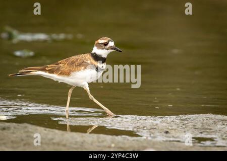 Killdeer spazieren auf dem Strandsand Stockfoto