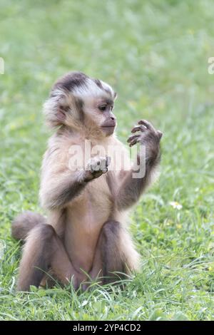 Ein junger Kapuzineraffe schaut eine Ameise am Finger an Stockfoto