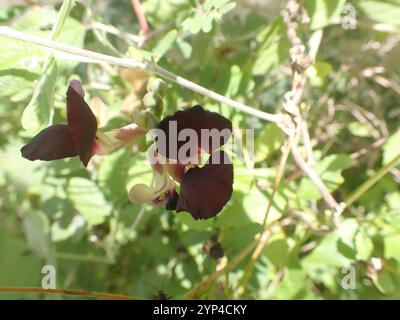 Violette Buschbohne (Macroptilium atropurpureum) Stockfoto