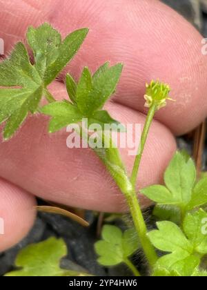 Kleinblumenkerl (Ranunkulus parviflorus) Stockfoto