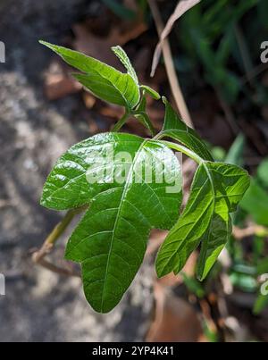 Atlantische Gifteiche (Toxicodendron pubescens) Stockfoto