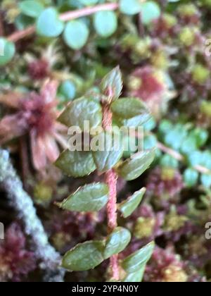 Kriechbeere (Gaultheria hispidula) Stockfoto