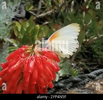 Östliche gepunktete Grenze (Mylothris agathina) Stockfoto