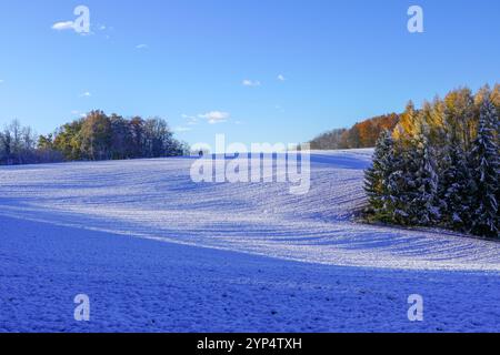 Landschaft gelbe und grüne Bäume bedeckt mit dem ersten Schnee im Herbst Stockfoto