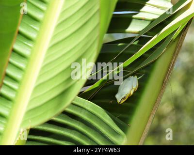 Blauer Schilffrosch (Heterixalus madagascariensis) Stockfoto