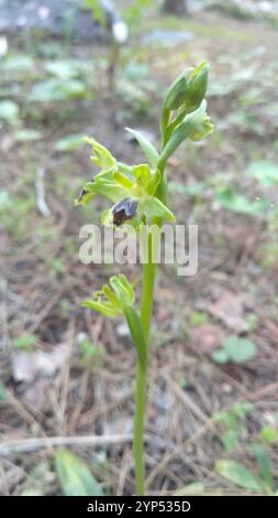 Galiläische Gelbbiene-Orchidee (Ophrys lutea galilaea) Stockfoto