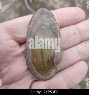 Geschwollene Flussmuschel (Unio tumidus) Stockfoto