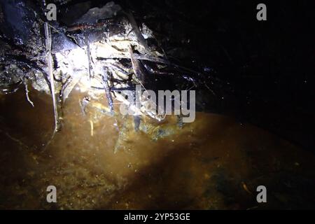 Gemeiner Ostfrosch (Crinia signifera) Stockfoto