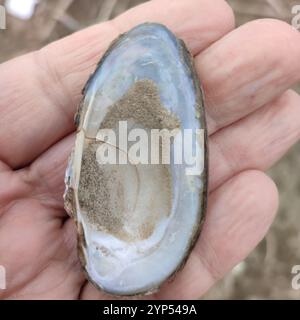 Geschwollene Flussmuschel (Unio tumidus) Stockfoto