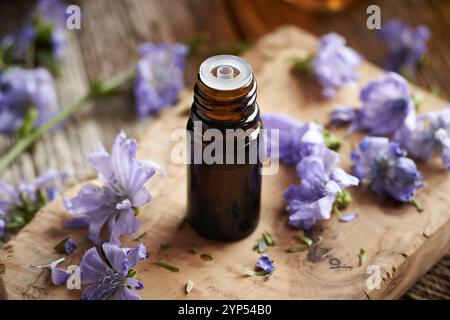 Eine dunkle Flasche Kräutertinktur mit frischen Zichorienblüten Stockfoto