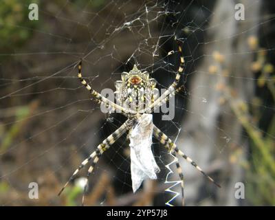 Common Garden Orbweb Spider (Argiope australis) Stockfoto