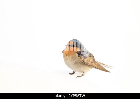 Begrüßungsschlucke isoliert auf weißem Hintergrund. Stockfoto