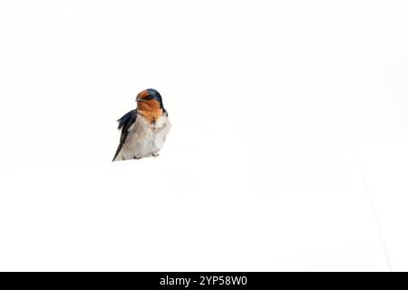 Begrüßungsschlucke isoliert auf weißem Hintergrund. Stockfoto