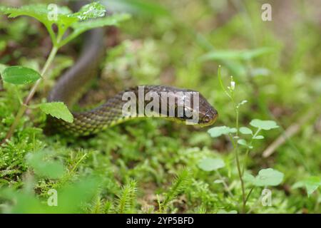 Lachsbauchrennen (Mastigodryas melanolomus) Stockfoto