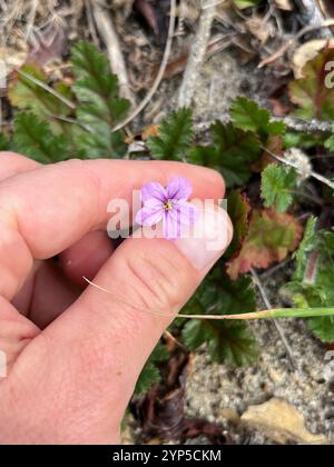 Mediterraner Storchenschnabel (Erodium Botrys) Stockfoto