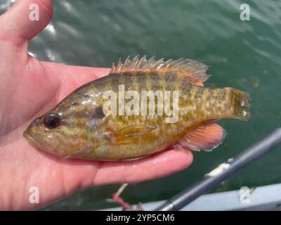 Warmouth (Lepomis gulosus) Stockfoto