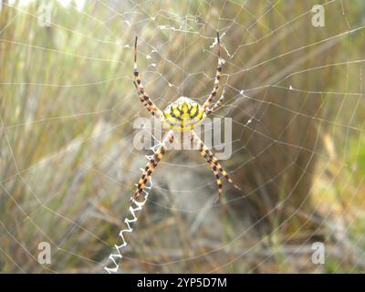 Common Garden Orbweb Spider (Argiope australis) Stockfoto