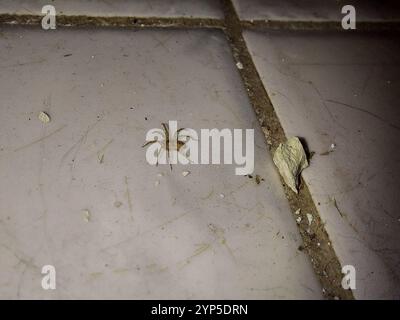 Wandspinne (Oecobius navus) Stockfoto