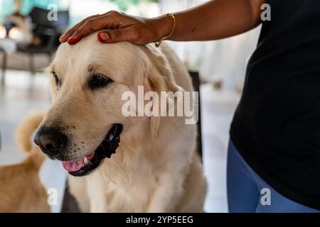 Die Hand einer Frau streichelt sanft über den Kopf eines goldenen Retrievers, ein Moment der Verbindung und Liebe. Stockfoto