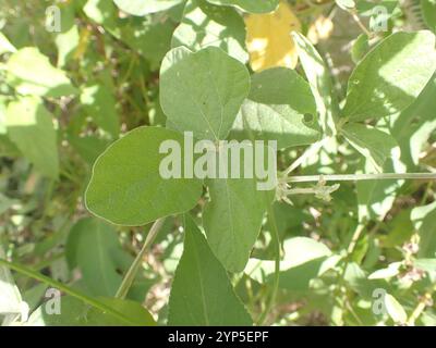Violette Buschbohne (Macroptilium atropurpureum) Stockfoto