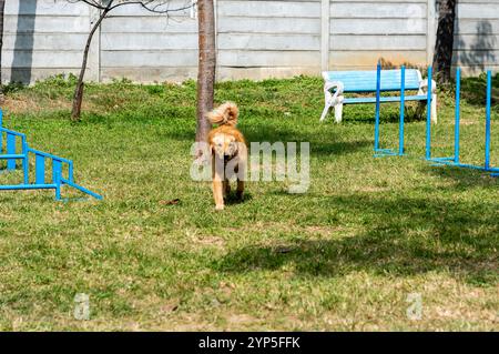 Golden Retriever läuft auf dem Rasen in Richtung Kamera auf dem Agility-Trainingsplatz. Aktiver Hund, Hundesport. Stockfoto