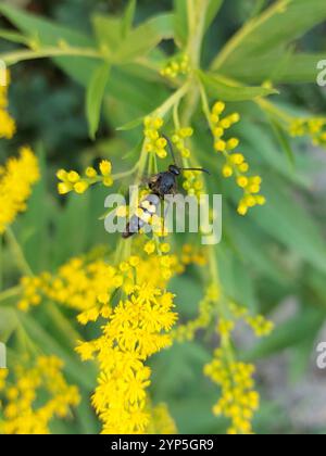 Haarige Scoliid Wasp (Scolia hirta) Stockfoto