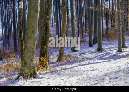 Herbstlandschaft. An einem sonnigen Novembertag schmilzt der erste weiße Schnee auf einem Feld mit trockenem Gras. Braune Büsche, Birke mit den letzten gelben Blättern. Stockfoto