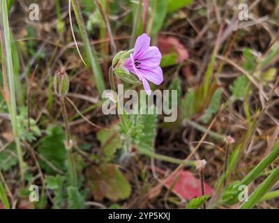 Mediterraner Storchenschnabel (Erodium Botrys) Stockfoto