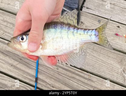 Weiße Crappie (Pomoxis Annularis) Stockfoto