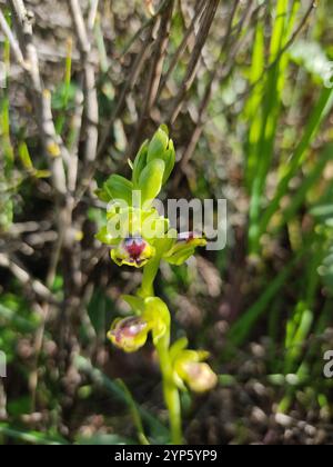 Galiläische Gelbbiene-Orchidee (Ophrys lutea galilaea) Stockfoto