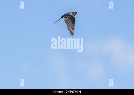 Willkommen Schwalbe im Flug gegen den blauen Himmel. Stockfoto