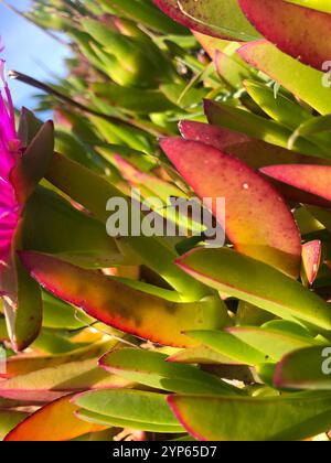 Chilenische Meeresfeige (Carpobrotus chilensis) Stockfoto