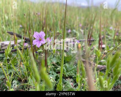 Mediterraner Storchenschnabel (Erodium Botrys) Stockfoto