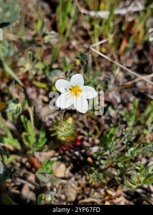 Variable Linanthus (Leptosiphon parviflorus) Stockfoto