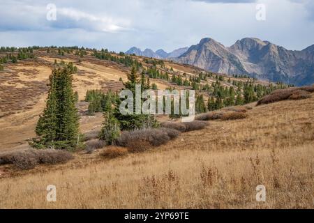 Wiese entlang des Engineer Mountain Trail, San Juan Range, Colorado Stockfoto