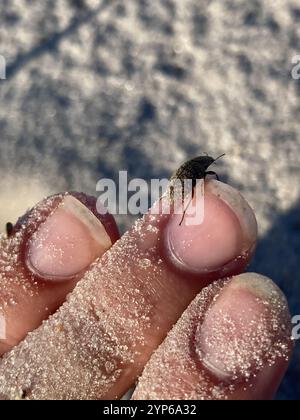 Falscher Darkling Käfer (Epitragodes tomentosus) Stockfoto