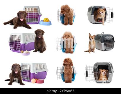 Verschiedene Hunde und Tierträger auf weißem Hintergrund Stockfoto